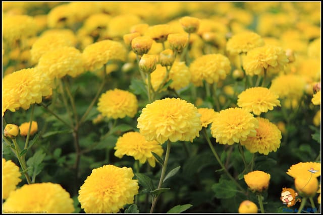 《遊記—苗栗》杭菊片片飛～銅鑼秋雪報到嚕！