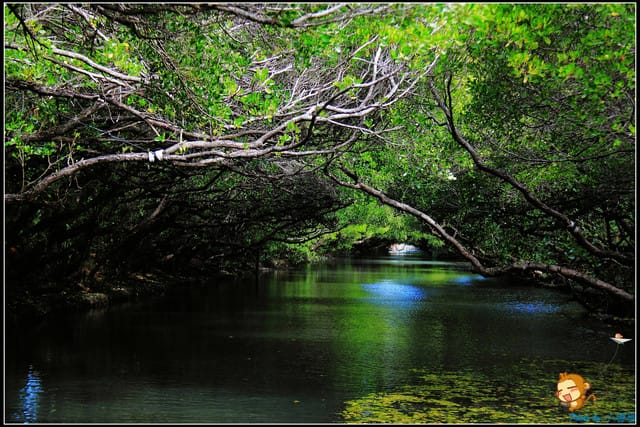 《遊記—台南》台灣袖珍版亞馬遜河～四草綠色隧道