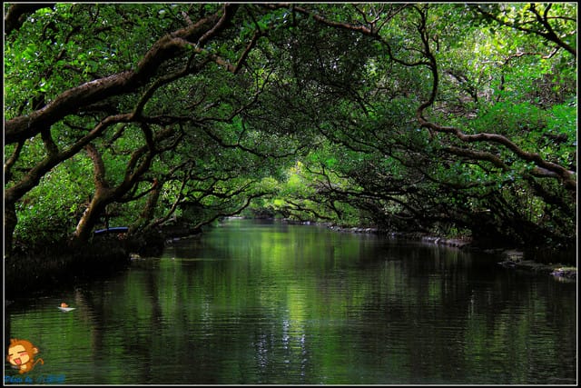 《遊記—台南》台灣袖珍版亞馬遜河～四草綠色隧道