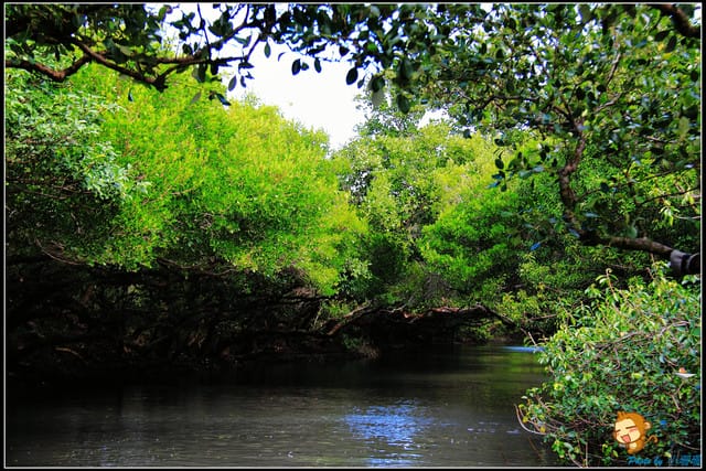 《遊記—台南》台灣袖珍版亞馬遜河～四草綠色隧道