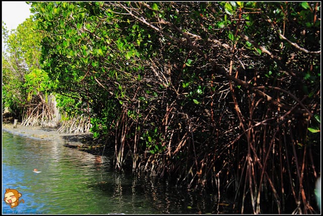 《遊記—台南》台灣袖珍版亞馬遜河～四草綠色隧道