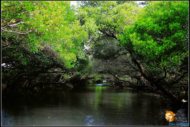《遊記—台南》台灣袖珍版亞馬遜河～四草綠色隧道