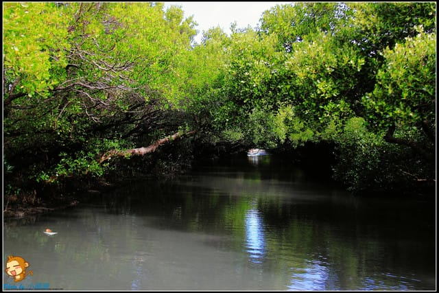 《遊記—台南》台灣袖珍版亞馬遜河～四草綠色隧道