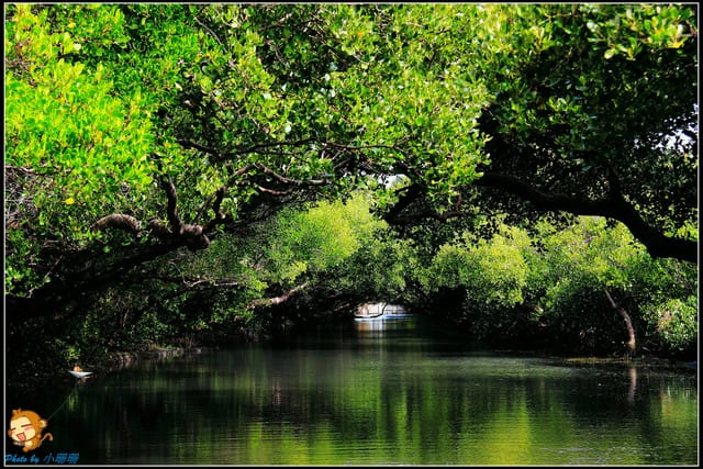 《遊記—台南》台灣袖珍版亞馬遜河～四草綠色隧道