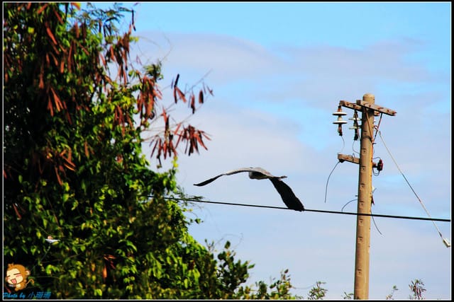《遊記—台南》台灣袖珍版亞馬遜河～四草綠色隧道