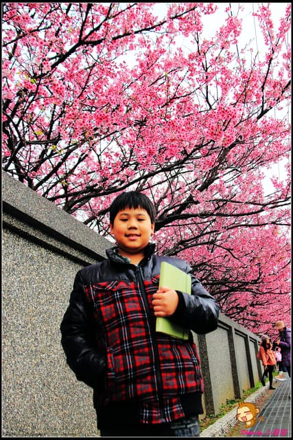 《遊記—台北陽明山》平菁街42巷寒櫻“炸”開！（禾豐農園）