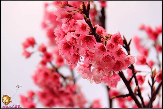 《遊記—台北陽明山》平菁街42巷寒櫻“炸”開！（禾豐農園）