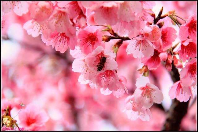 《遊記—台北陽明山》平菁街42巷寒櫻“炸”開！（禾豐農園）