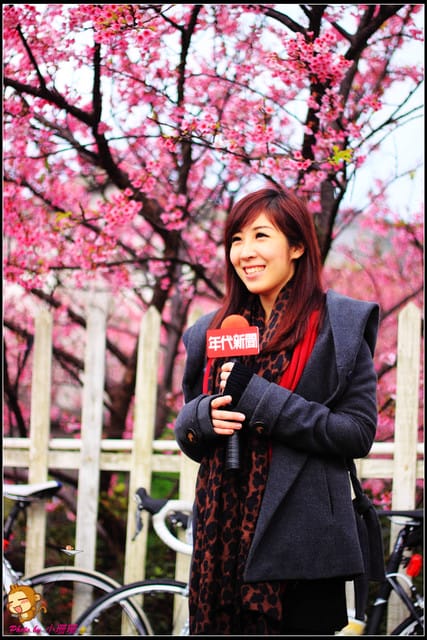 《遊記—台北陽明山》平菁街42巷寒櫻“炸”開！（禾豐農園）