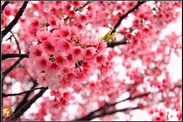 《遊記—台北陽明山》平菁街42巷寒櫻“炸”開！（禾豐農園）