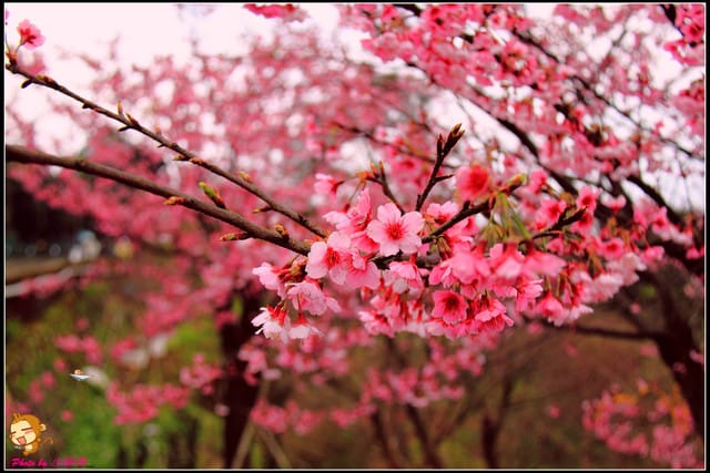 《遊記—台北陽明山》平菁街42巷寒櫻“炸”開！（禾豐農園）