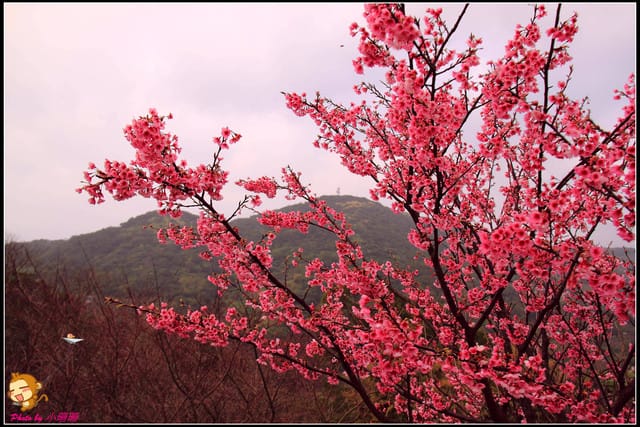 《遊記—台北陽明山》平菁街42巷寒櫻“炸”開！（禾豐農園）