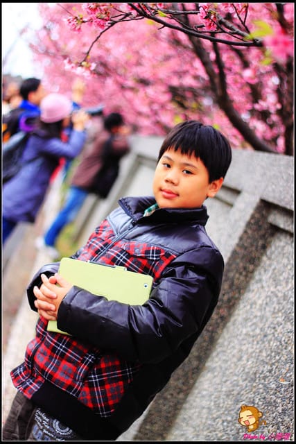 《遊記—台北陽明山》平菁街42巷寒櫻“炸”開！（禾豐農園）