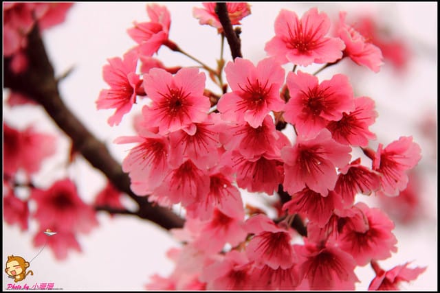 《遊記—台北陽明山》平菁街42巷寒櫻“炸”開！（禾豐農園）