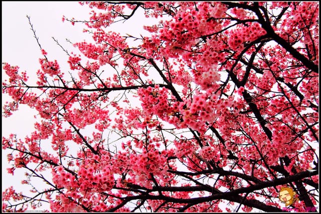 《遊記—台北陽明山》平菁街42巷寒櫻“炸”開！（禾豐農園）