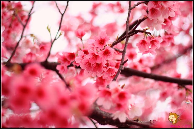 《遊記—台北陽明山》平菁街42巷寒櫻“炸”開！（禾豐農園）