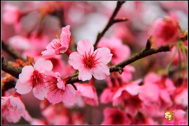 《遊記—台北陽明山》平菁街42巷寒櫻“炸”開！（禾豐農園）