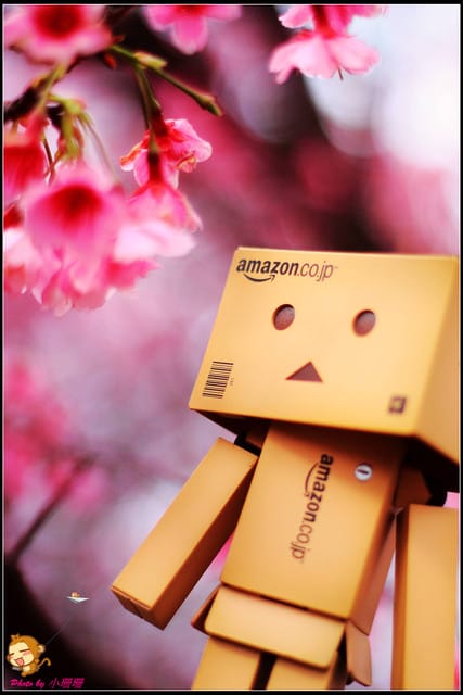 《遊記—台北陽明山》平菁街42巷寒櫻“炸”開！（禾豐農園）