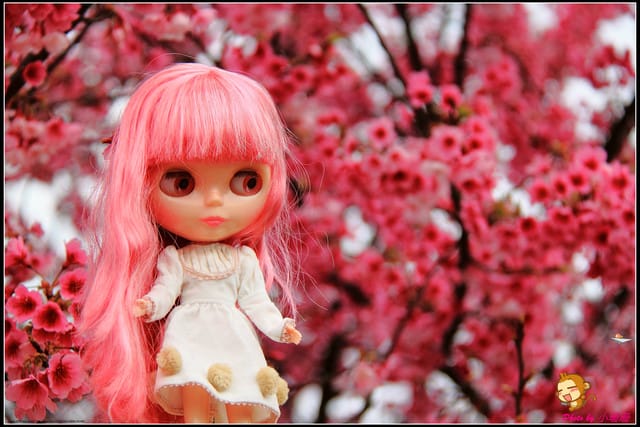 《遊記—台北陽明山》平菁街42巷寒櫻“炸”開！（禾豐農園）