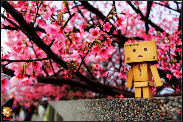 《遊記—台北陽明山》平菁街42巷寒櫻“炸”開！（禾豐農園）