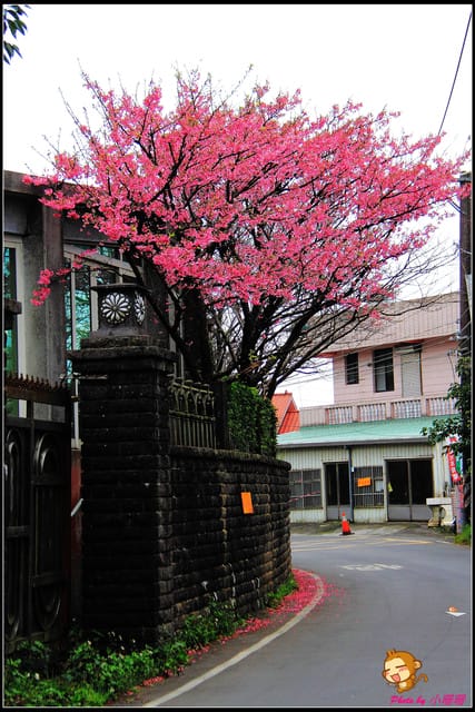 《遊記—台北陽明山》平菁街42巷寒櫻“炸”開！（禾豐農園）
