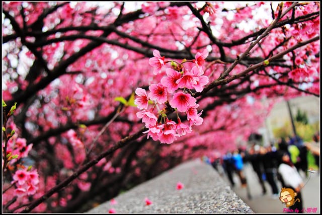 《遊記—台北陽明山》平菁街42巷寒櫻“炸”開！（禾豐農園）