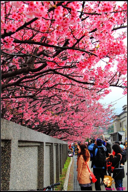 《遊記—台北陽明山》平菁街42巷寒櫻“炸”開！（禾豐農園）