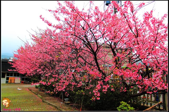 《遊記—台北陽明山》平菁街42巷寒櫻“炸”開！（禾豐農園）