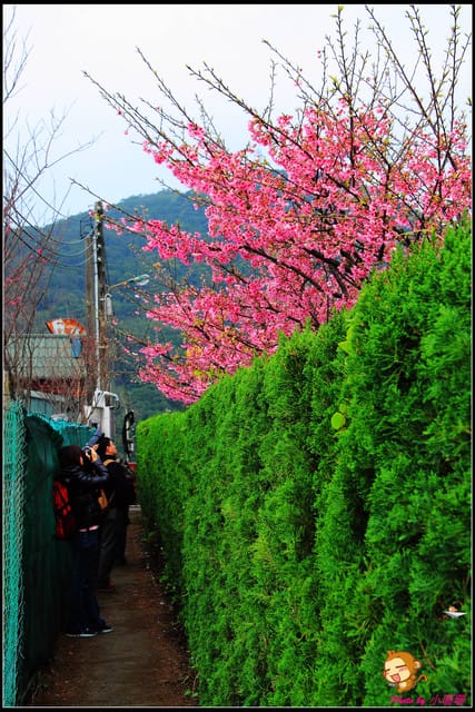 《遊記—台北陽明山》平菁街42巷寒櫻“炸”開！（禾豐農園）