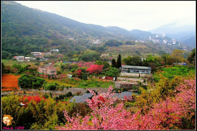 《遊記—台北陽明山》平菁街42巷寒櫻“炸”開！（禾豐農園）