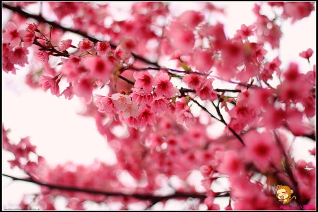 《遊記—台北陽明山》平菁街42巷寒櫻“炸”開！（禾豐農園）