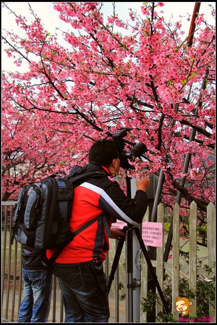 《遊記—台北陽明山》平菁街42巷寒櫻“炸”開！（禾豐農園）