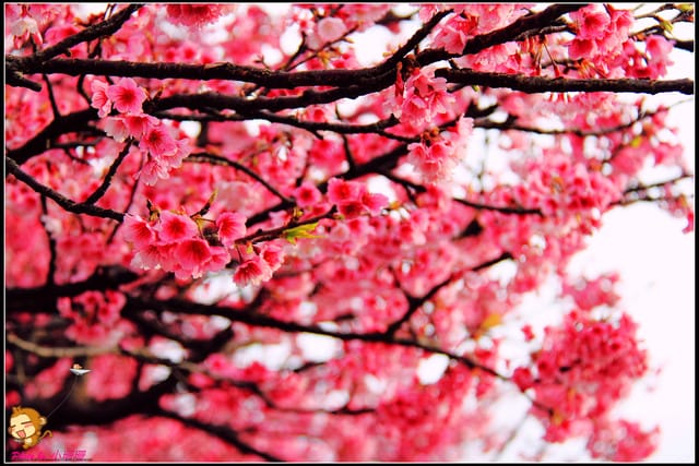 《遊記—台北陽明山》平菁街42巷寒櫻“炸”開！（禾豐農園）