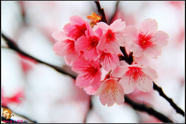 《遊記—台北陽明山》平菁街42巷寒櫻“炸”開！（禾豐農園）