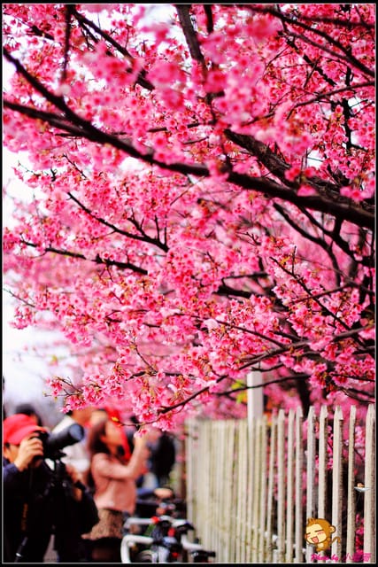 《遊記—台北陽明山》平菁街42巷寒櫻“炸”開！（禾豐農園）