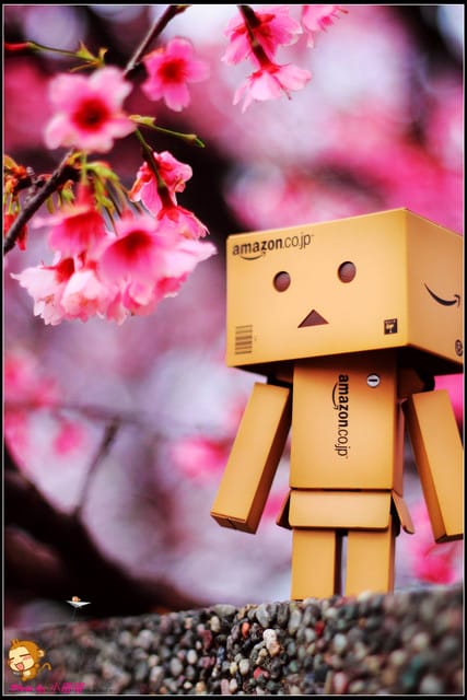 《遊記—台北陽明山》平菁街42巷寒櫻“炸”開！（禾豐農園）