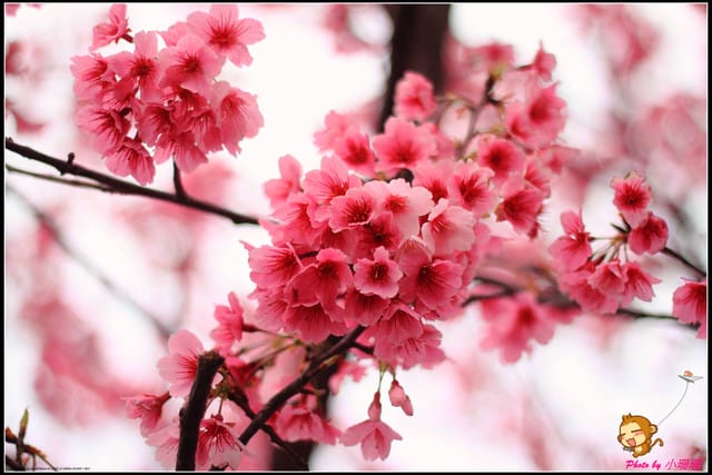 《遊記—台北陽明山》平菁街42巷寒櫻“炸”開！（禾豐農園）