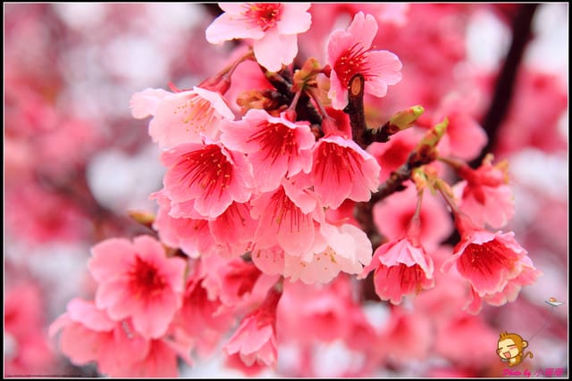 《遊記—台北陽明山》平菁街42巷寒櫻“炸”開！（禾豐農園）