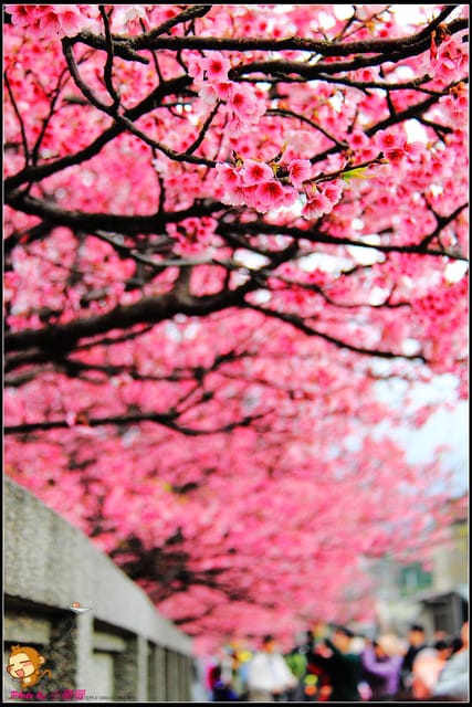 《遊記—台北陽明山》平菁街42巷寒櫻“炸”開！（禾豐農園）