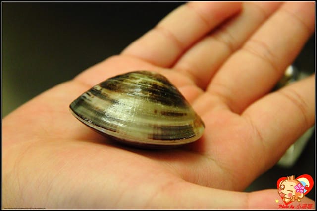 《廣宣—台北》金鍋盃小火鍋～出現“史前”野生大巨蝦？！