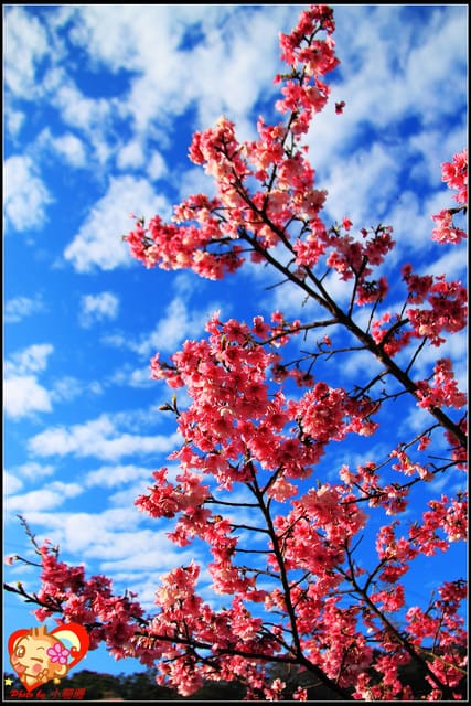 《遊記—新北烏來》花園新城&瀑布公園~2013賞櫻第二彈 - 第10張圖 《遊記—新北烏來》花園新城&瀑布公園~2013賞櫻第二彈
