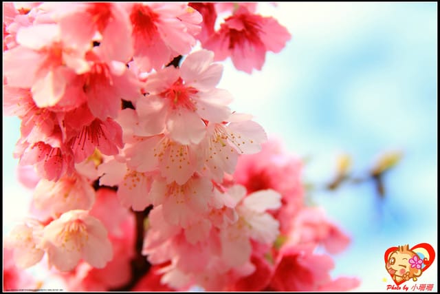 《遊記—新北烏來》花園新城&瀑布公園~2013賞櫻第二彈 - 第18張圖 《遊記—新北烏來》花園新城&瀑布公園~2013賞櫻第二彈