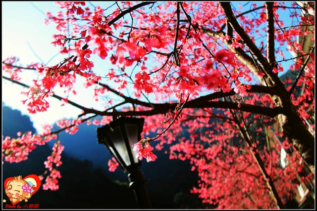 《遊記—新北烏來》花園新城&瀑布公園~2013賞櫻第二彈 - 第46張圖 《遊記—新北烏來》花園新城&瀑布公園~2013賞櫻第二彈