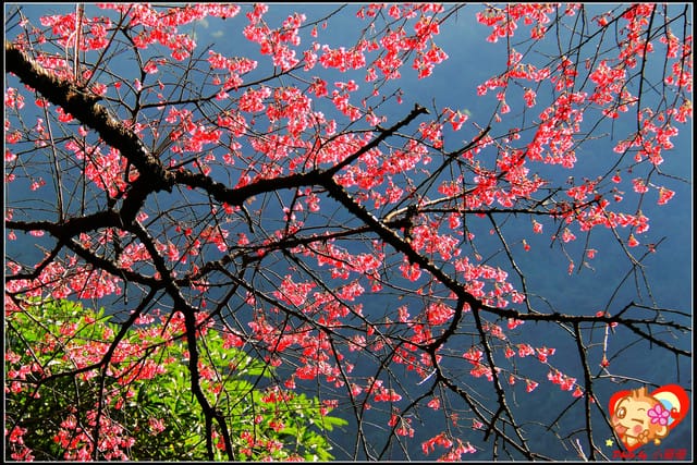 《遊記—新北烏來》花園新城&瀑布公園~2013賞櫻第二彈 - 第38張圖 《遊記—新北烏來》花園新城&瀑布公園~2013賞櫻第二彈