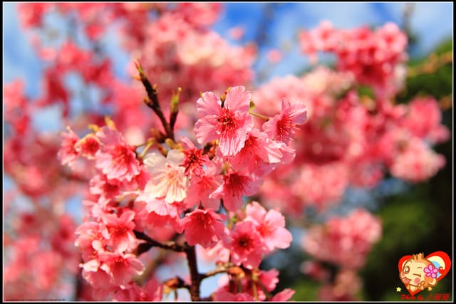 《遊記—新北烏來》花園新城&瀑布公園~2013賞櫻第二彈 - 第15張圖 《遊記—新北烏來》花園新城&瀑布公園~2013賞櫻第二彈