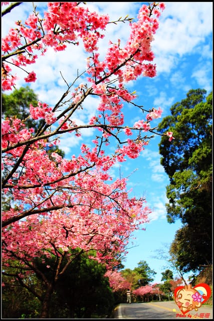 《遊記—新北烏來》花園新城&瀑布公園~2013賞櫻第二彈 - 第20張圖 《遊記—新北烏來》花園新城&瀑布公園~2013賞櫻第二彈