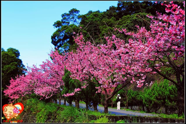 《遊記—新北烏來》花園新城&瀑布公園~2013賞櫻第二彈 - 第8張圖 《遊記—新北烏來》花園新城&瀑布公園~2013賞櫻第二彈