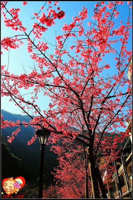 《遊記—新北烏來》花園新城&瀑布公園~2013賞櫻第二彈 - 第51張圖 《遊記—新北烏來》花園新城&瀑布公園~2013賞櫻第二彈