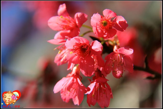 《遊記—新北烏來》花園新城&瀑布公園~2013賞櫻第二彈 - 第47張圖 《遊記—新北烏來》花園新城&瀑布公園~2013賞櫻第二彈