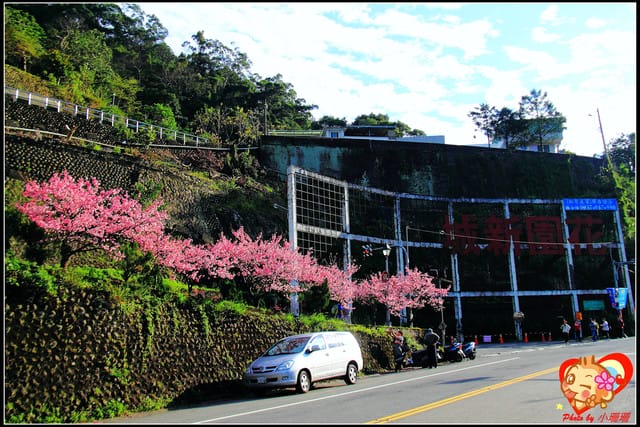 《遊記—新北烏來》花園新城&瀑布公園~2013賞櫻第二彈 - 第5張圖 《遊記—新北烏來》花園新城&瀑布公園~2013賞櫻第二彈